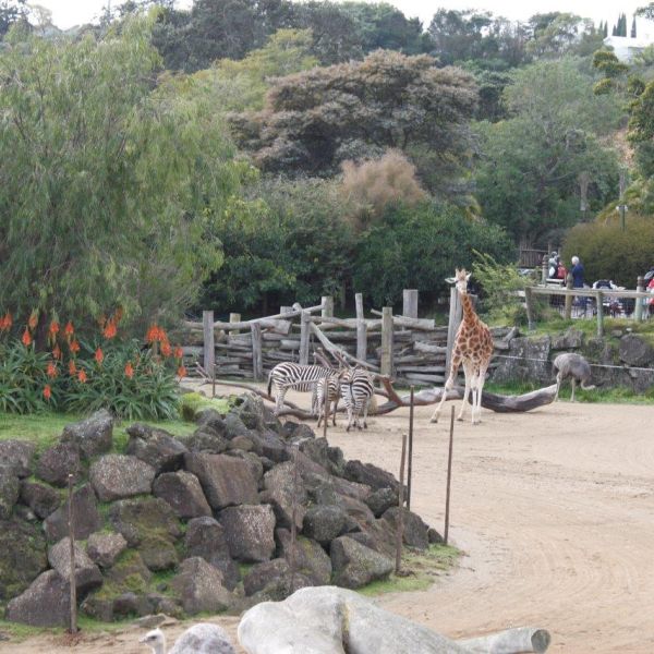 Kelston-Primary-Junior-Zoo-Trip-2021 (57).jpg