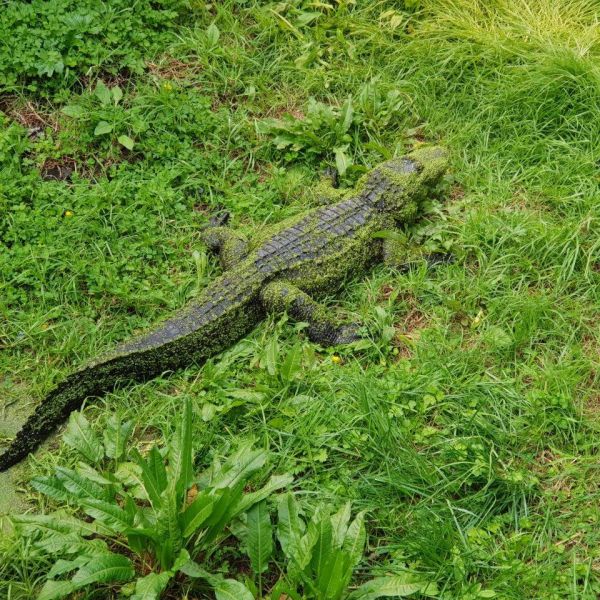Kelston-Primary-Zoo-Trip-2019 (246).jpg