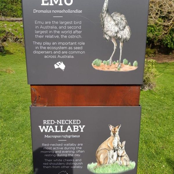 Kelston-Primary-Zoo-Trip-2019 (232).jpg
