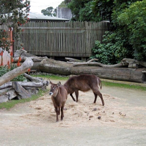 Kelston-Primary-Junior-Zoo-Trip-2021 (97).jpg