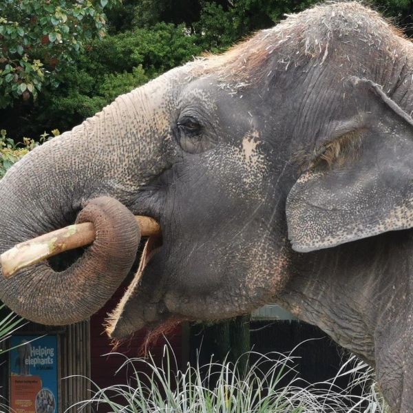 Kelston-Primary-Zoo-Trip-2019 (34).jpg