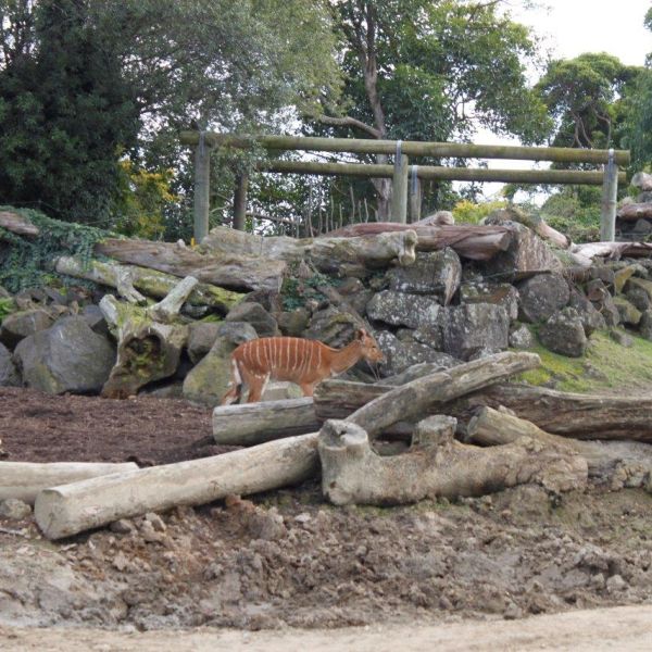 Kelston-Primary-Junior-Zoo-Trip-2021 (79).jpg