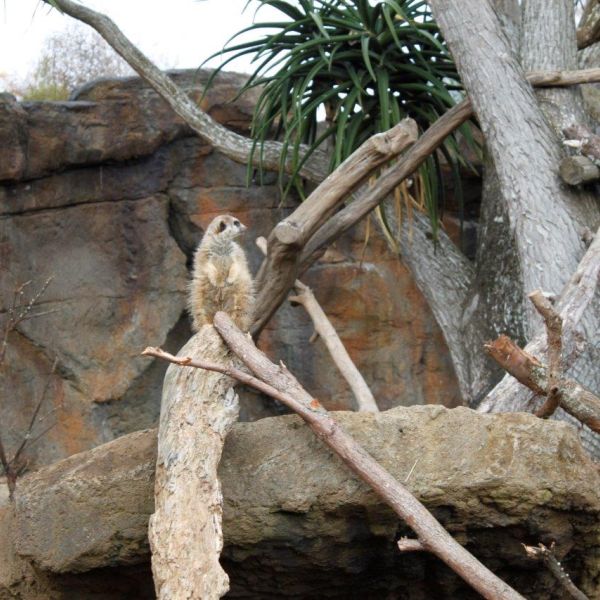 Kelston-Primary-Junior-Zoo-Trip-2021 (65).jpg