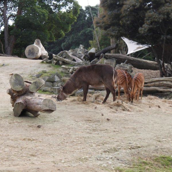 Kelston-Primary-Junior-Zoo-Trip-2021 (80).jpg