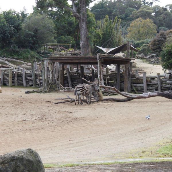 Kelston-Primary-Junior-Zoo-Trip-2021 (64).jpg