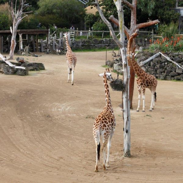 Kelston-Primary-Junior-Zoo-Trip-2021 (46).jpg