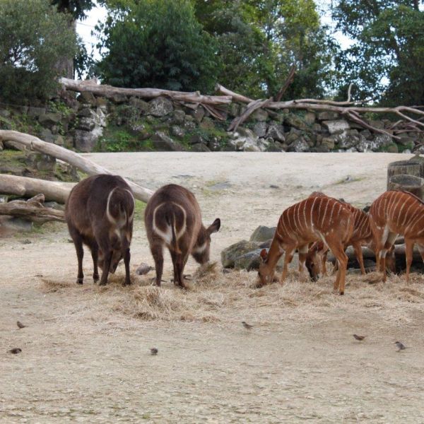 Kelston-Primary-Junior-Zoo-Trip-2021 (82).jpg